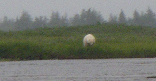sutton river polar bear